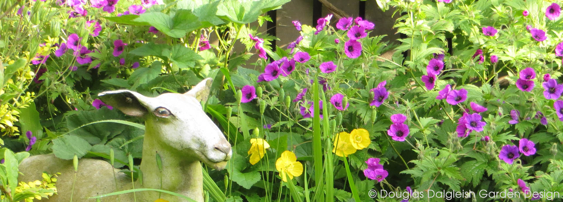 ceramic sheep in geraniums