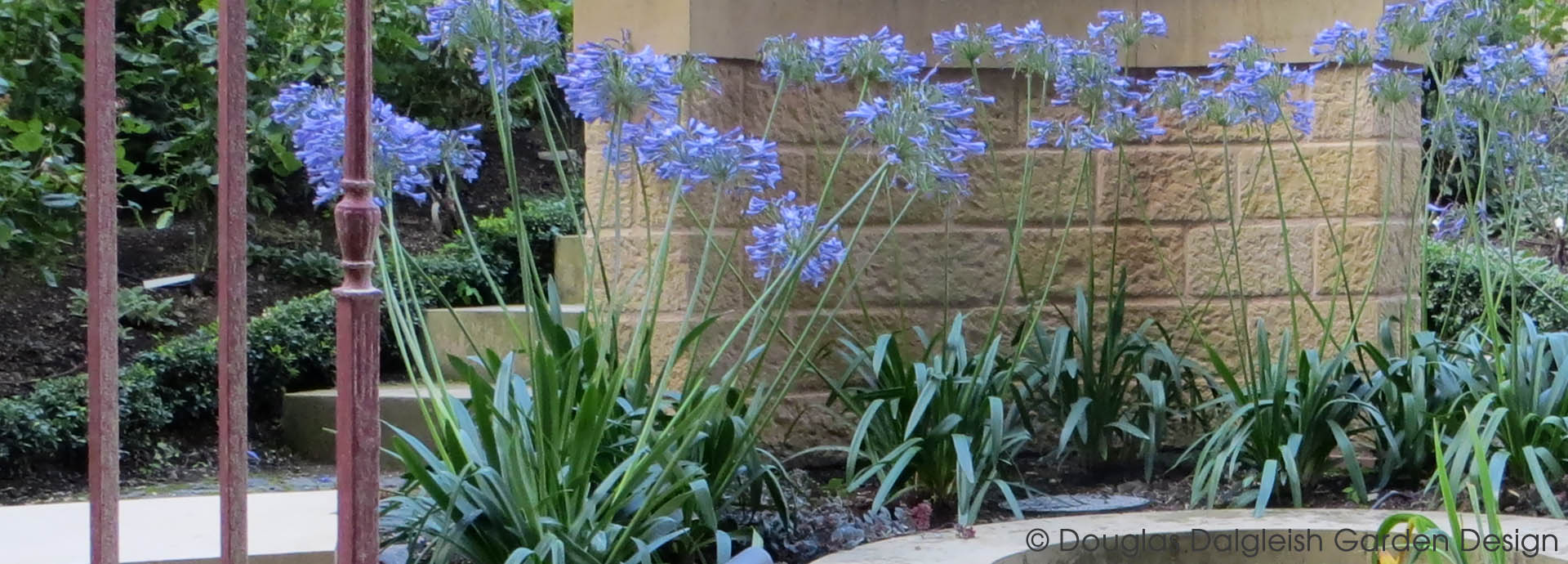 agapanthus