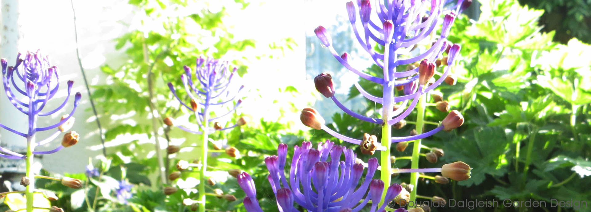 muscari flowers