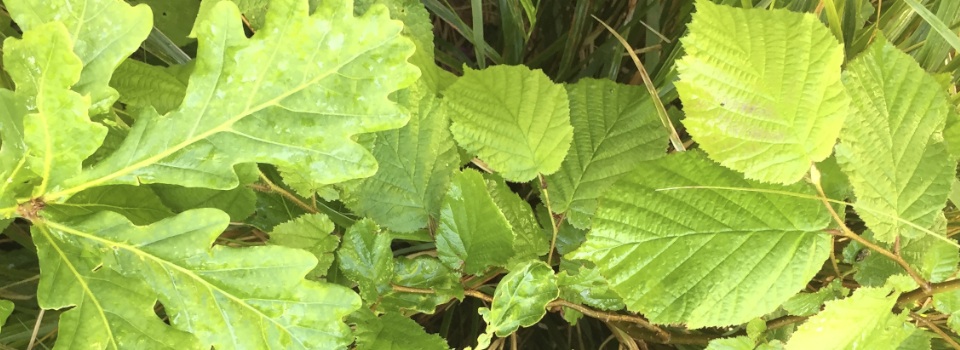 oak and hazel foliage